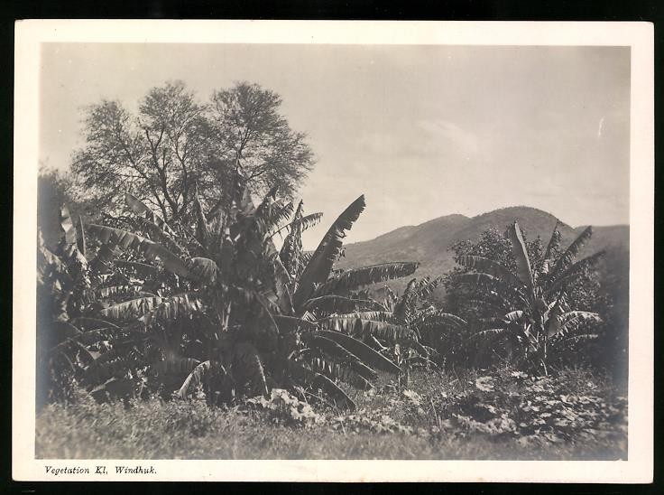 Photograph Windhoek / German South West Africa DSWA, vegetation on the outskirts of town