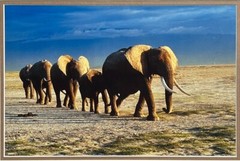 Thomas D. Mangelsen’s “The Long Journey” Limited Edition Signed Photo #293/1200