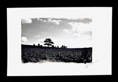 Art Photography Black and White Image Trees in Field 8 1/2 X 5 1/2 in Signed