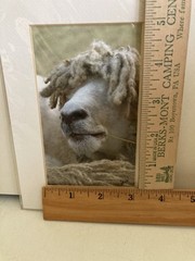 Photo Art Long-Haired Sheep “Jena Studio” 3X5 MATTED TO 5X7