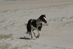 Assateague Island Nat’s Seashore Horse Photo 1, Pick One Image – Various Sizes