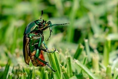 Japanese Beetle￼ – Photography print nature wall decor