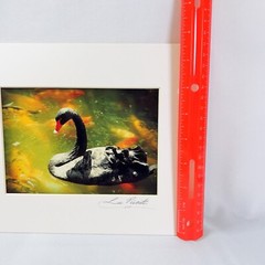 Black Swan Serene Artwork Signed Photograph Koi Fish Harmonious Composition 2008