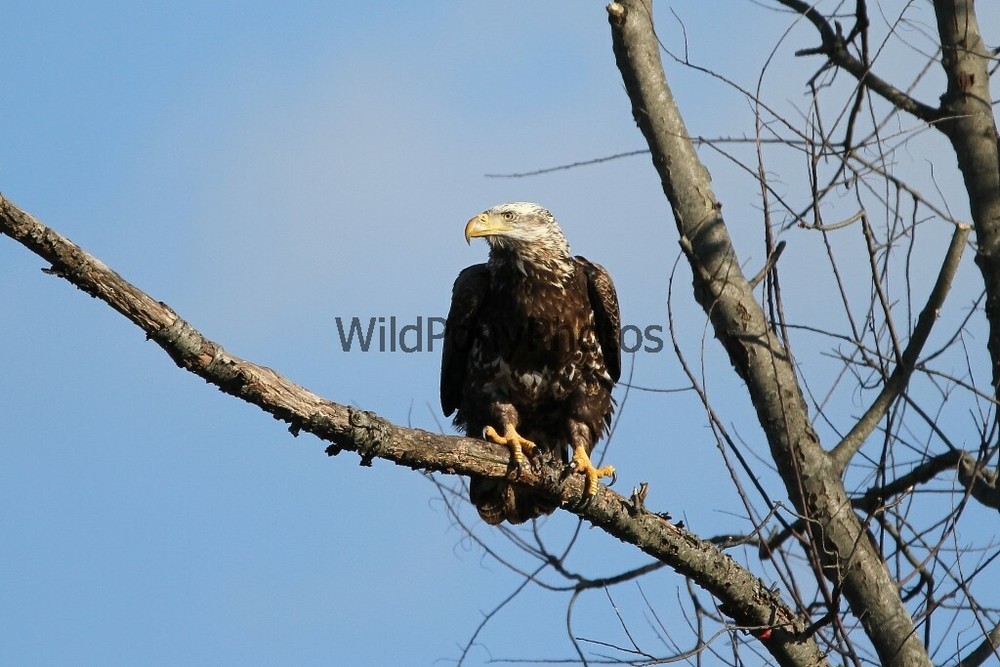 Eagle Photo 1, Pick One Image – Various Sizes