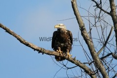 Eagle Photo 1, Pick One Image – Various Sizes