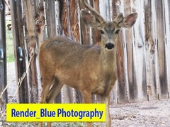 DESKTOP BACKGROUND WALLPAPER BEAUTIFUL SWEET GENTLE BROWN DEER