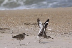 Willet Photo, Pick One Image – Various Sizes
