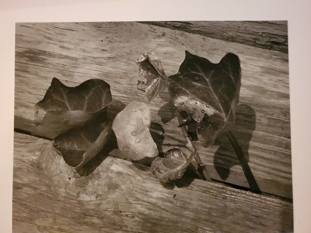 DEWY LEAVES LARGE ORIGINAL SIGNED ART PHOTO B&W STETTNER VTG MATTE NJ CAMERA