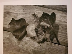 DEWY LEAVES LARGE ORIGINAL SIGNED ART PHOTO B&W STETTNER VTG MATTE NJ CAMERA