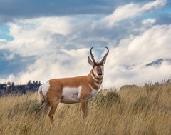 Pronghorn, Blacktail Deer Plateau 11×14 Print 11″x14″