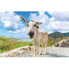 St John White Donkeys Photography Wall Art Decor, US Virgin Islands, USVI Donkey