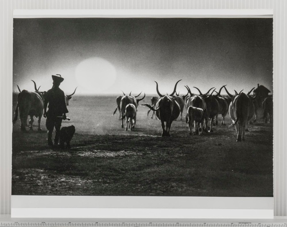 Black & White Photograph Herdsman Cattle Silhouette Rural Landscape Art Print