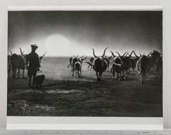 Black & White Photograph Herdsman Cattle Silhouette Rural Landscape Art Print