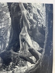 Original 40s Photo “ KNOBBY KNEES “ by Cartoonist Roy Wolfe