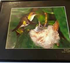 Hummingbird & Baby Chick In Nest Photograph Framed Matted 14×11” Butterfly World