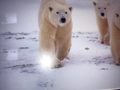 Polar Bear Nature Signed Limited Edition Framed Art Print