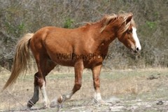 Chincoteague Pony Photo -Stallion – Ken – Pick One Image -Various Sizes