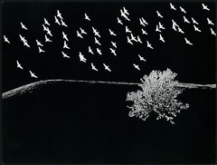 Larger size, BIRDS, unusual by GERBHARDT György Vintage fine art Photograph, , 1