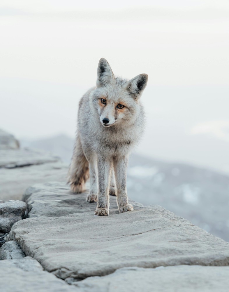 Majestic Arctic Fox on Stone Path in Winter Photograph 11×14 Print 11″x14″