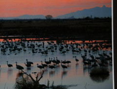 Sandhill Cranes Wildlife Photo 8″ x 10″ in 11″ x 14″ Matte Signed by Kim Barry