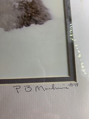 Matted Photo Print Photography Vermont Snow Critter P. B. Machanic Gray Squirrel