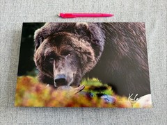 Bear, Wild Life Photography By Karen Cox 12×8 Aluminum Print With Frameware
