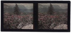 FRANCE Landscape Flowers C1910 Photo Autochrome Stereo Plate Vintage P29n