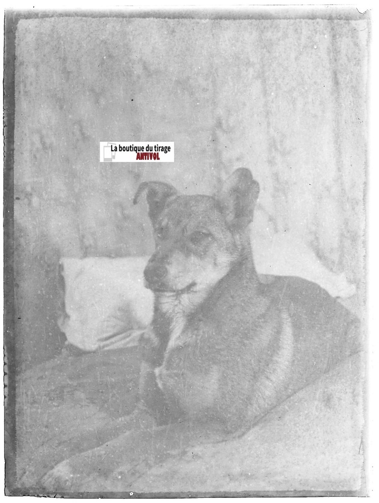 Dog, France, Animal, Glass Photo Plate, Black & White Positive 9×12 Cm