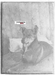 Dog, France, Animal, Glass Photo Plate, Black & White Positive 9×12 Cm