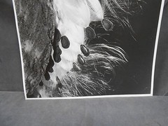 Vintage Botanical Plant Flower Bud Still Life Art Photograph Photo Picture (#3)