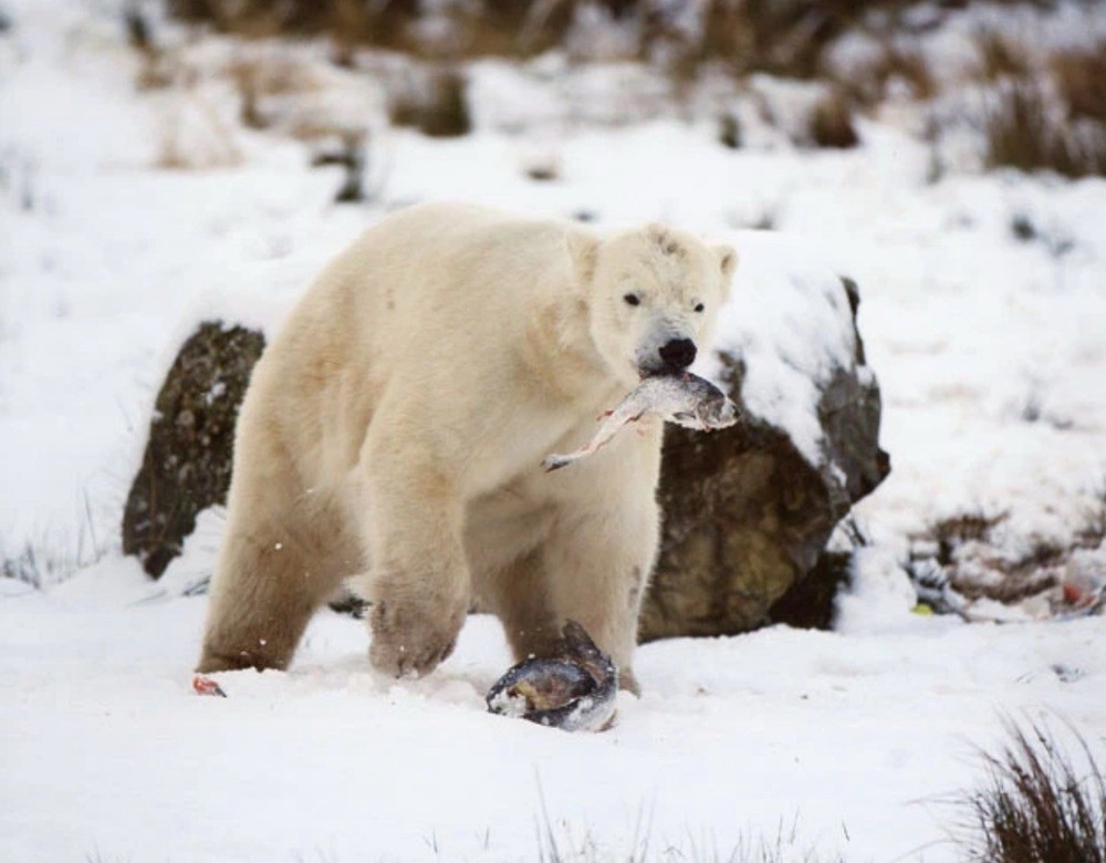HUNGRY POLAR BEAR in snow Glossy 8×10 Photo Wall Art Poster Nature Print