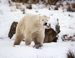 HUNGRY POLAR BEAR in snow Glossy 8×10 Photo Wall Art Poster Nature Print