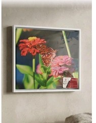 Butterfly Flowers Photography Nature Original Fine Art Photograph New