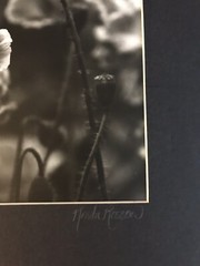 KRISTA ROSSOW SIGNED MODERN PHOTOGRAPHY MATTED OREGON ARTIST POPPY FLOWER NATURE