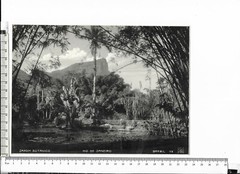 Großes Foto, old photo Rio De Janeiro Brasilien Brazil, JARDIM BOTANICO, 1920