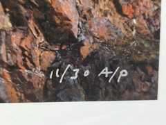 Shane Lamb Red Rock Rams Dall Sheep Signed Photo Denali Polychrome Pass Art AP