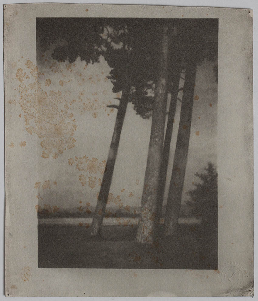 Original vintage 1930s bromoil tree study, circle around Heinrich Kuehn