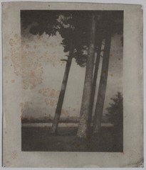 Original vintage 1930s bromoil tree study, circle around Heinrich Kuehn
