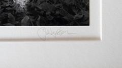 «Birches» Original JOHN SEXTON Signed Photograph 11×14/ 16×20 Framed