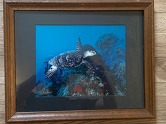 Pair Signed Cayman Islands Underwater Photographs Cathy Church Mike Lawrence