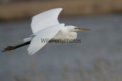 Great Egret Photo, Pick One Image – Various Sizes