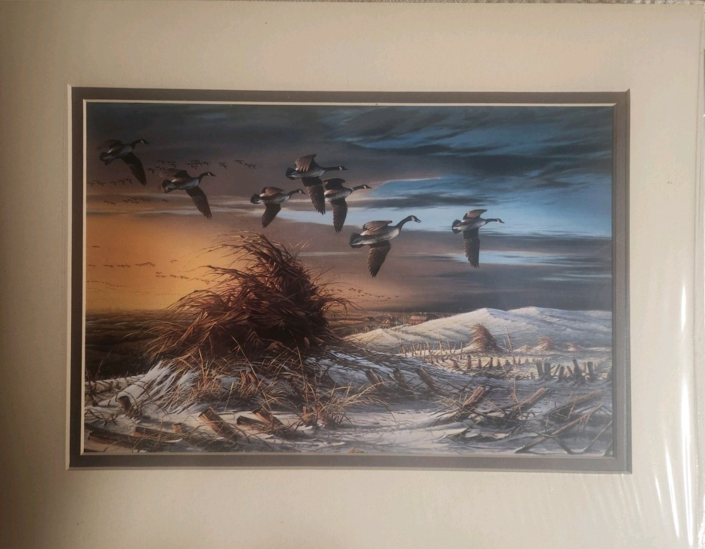 Canada Geese In Flight, 7.5″ X 11″