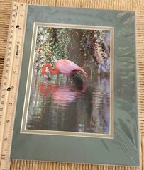 7×5 Flamingo bird photography picture Photo nature Original Jackson Zoo