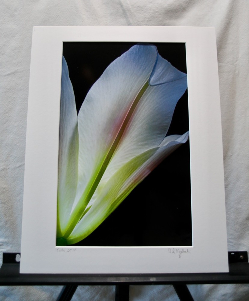 Original Photography Art Print «Calla»