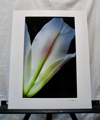 Original Photography Art Print «Calla»