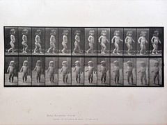 Eadweard Muybridge. # 468. Child, Walking. Original Collotype (1887)
