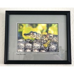 Lance Cooper «Gator Hatchling» Framed Wildlife Photo Print Signed 11″ x 8.5″