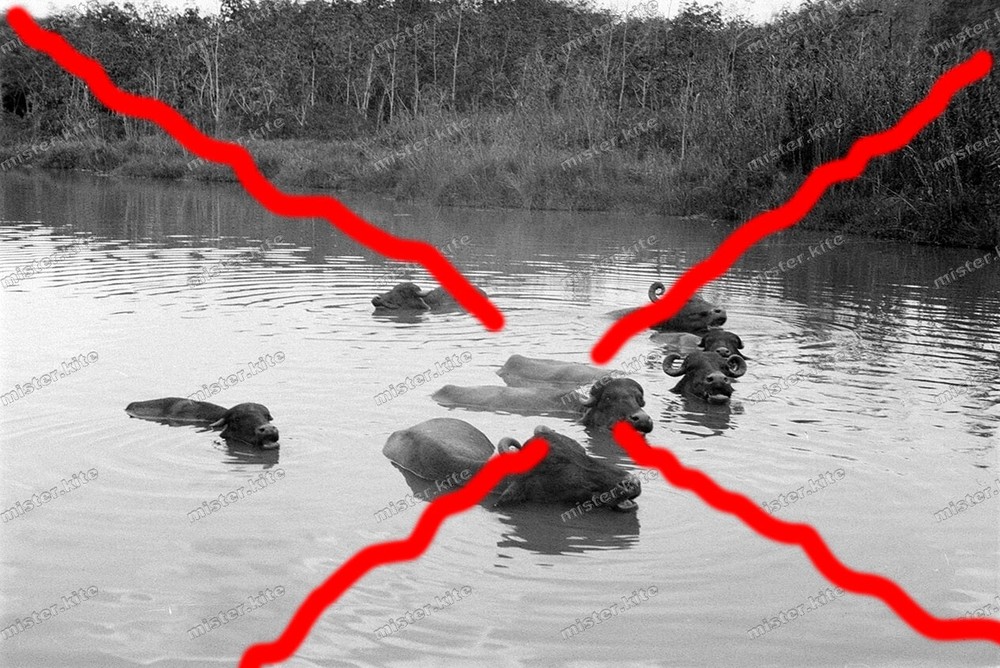 Negative-Malaysia-Water Buffalo-Jungle-Animals-Landscape-1930s-56