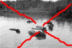 Negative-Malaysia-Water Buffalo-Jungle-Animals-Landscape-1930s-56
