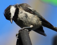 Black-capped Chickadee 11×14 Photograph Print 11″x14″